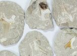 Lot: Large Otodus Shark Teeth In Rock - Pieces #77157-2